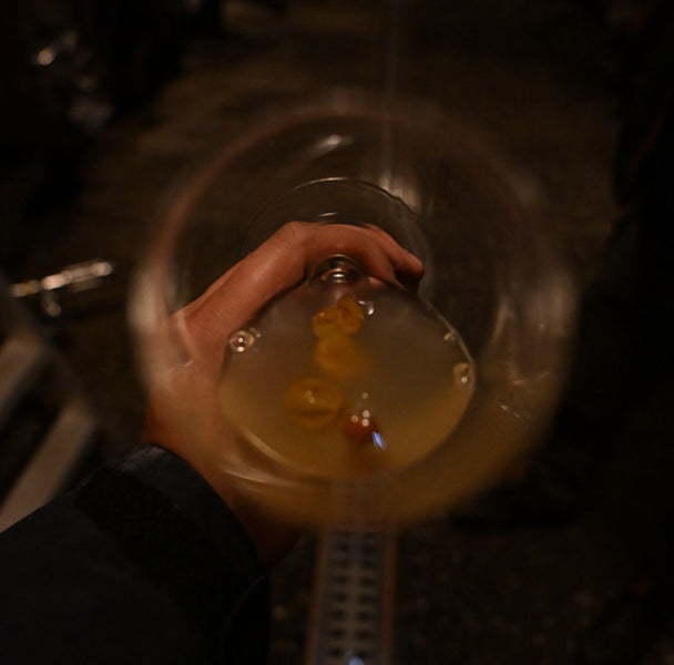 Unkonventioneller Wein – Nachhaltiger Weinbau neu gedacht